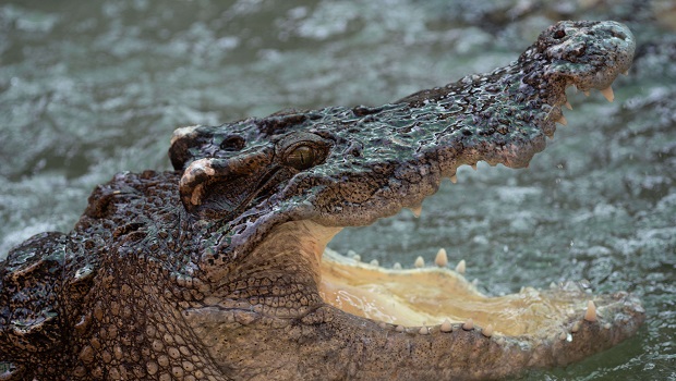 Crocodile 