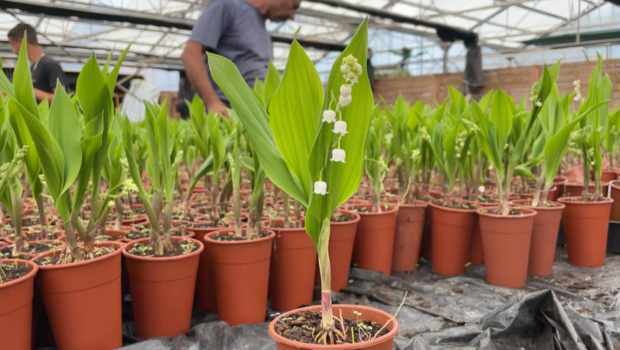 Tout savoir sur le muguet, la star du mois de mai