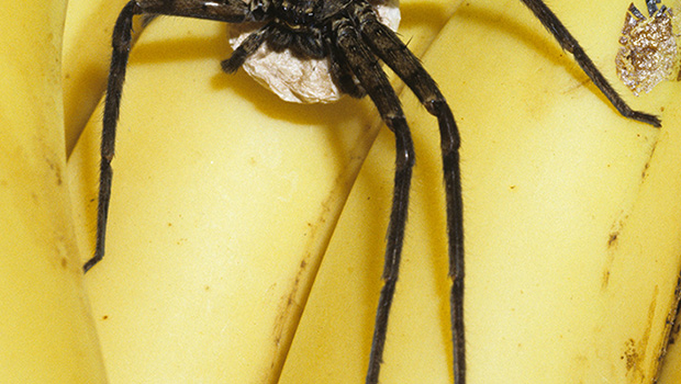 Haute-Savoie: Il trouve une araignée mortelle dans ses bananes