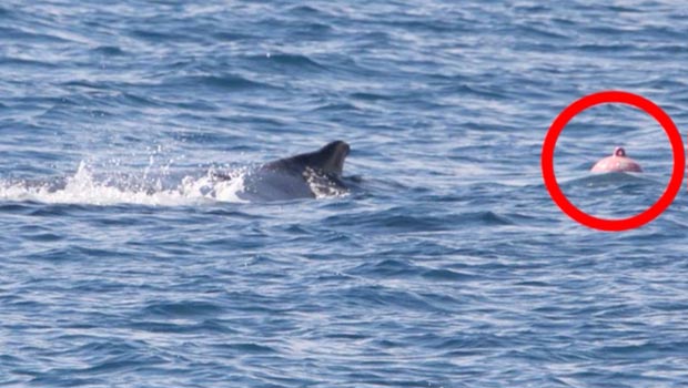 Baleine - La Réunion - Bouée