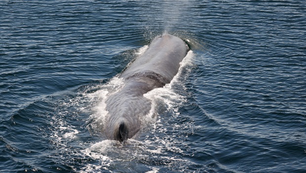 Baleine - Cachalot 