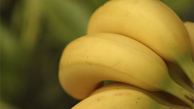La bonne astuce pour conserver les bananes fraîches le plus
