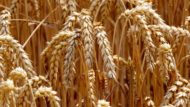 Le Sénégal produit 8 types de blé adaptés à la chaleur - Afrique
