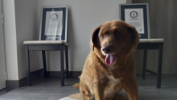 Portugal : Bobi, le plus vieux chien du monde, est mort à 31 ans  - Octobre 2023
