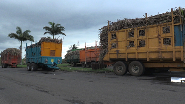 Canne à sucre : les planteurs bloquent l’accès aux usines 
