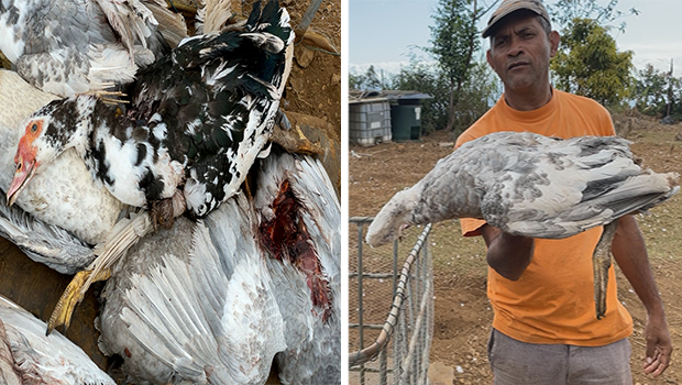 Saint-Paul : victime d’une attaque de chien pour la seconde fois, un agriculteur perd tous ses canards 