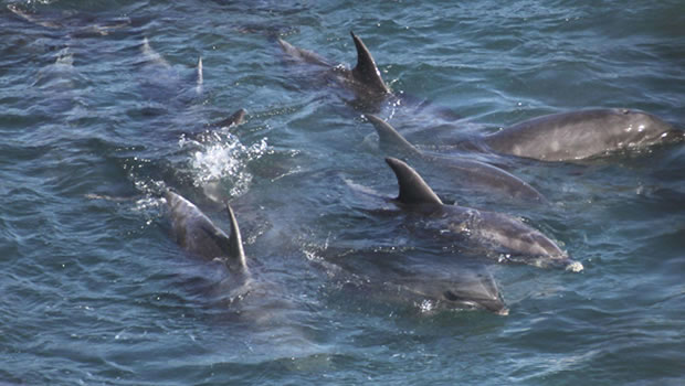 Découverte d'un dauphin mutilé : l'association Sea Shepherd porte plainte  contre X