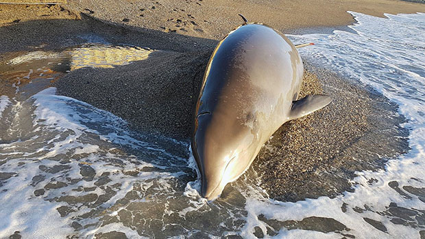 Découverte d'un dauphin mutilé : l'association Sea Shepherd porte plainte  contre X