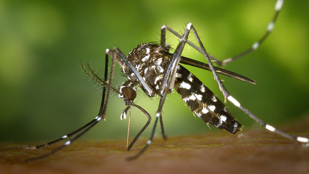 Moustique - épidémie - Dengue - La Réunion