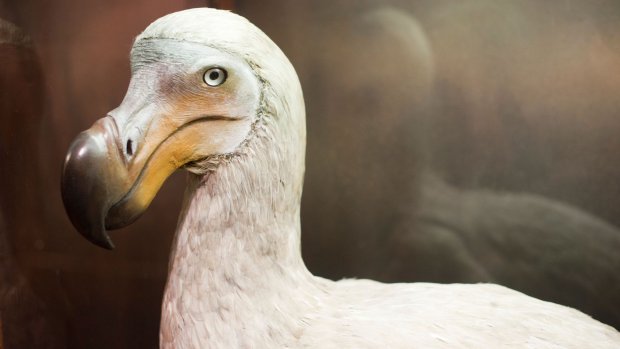 La société de biotechnologies et de génie génétique Colossal Biosciences s’est mis en tête de faire revivre le dodo.