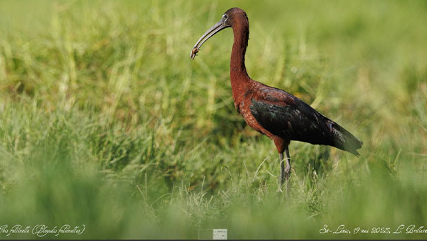 Saint-Louis : présence d’ibis falcinelle à l’Etang du Gol