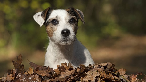 Jack Russell - Chien