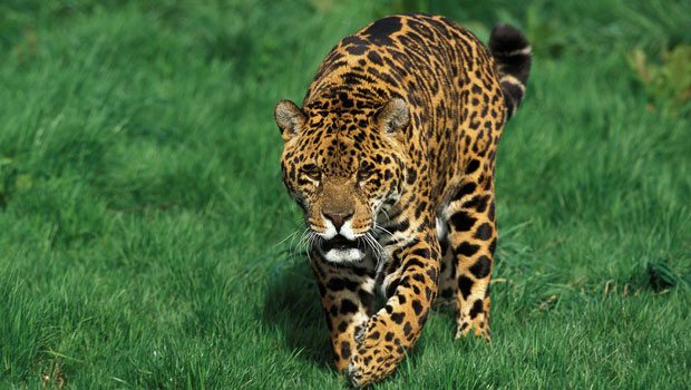 Le passage de la torche olympique a été fatal au jaguar Juma - Sciences et  Avenir