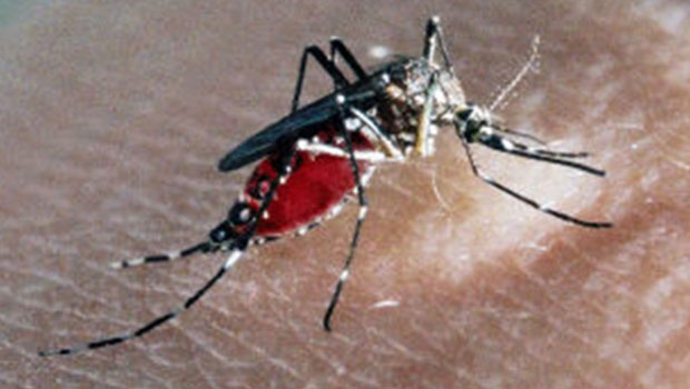 Les moustiques développent trois sens pour traquer les êtres humains