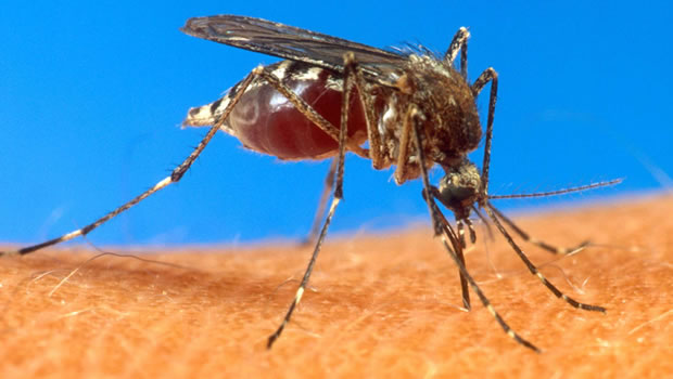 Illustration - Des « moustiques du bien » combattent celui de la dengue à Rio / Crédit SIPA