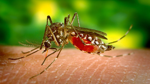 Moustique - Dengue