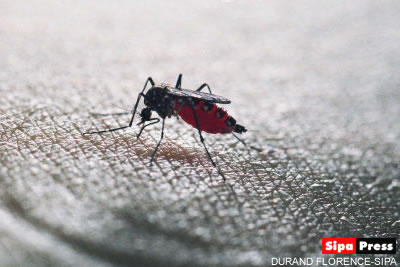 épidémie de dengue