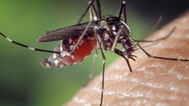 Chikungunya - Dengue - Moustique tigre - Virus - Stérilisation