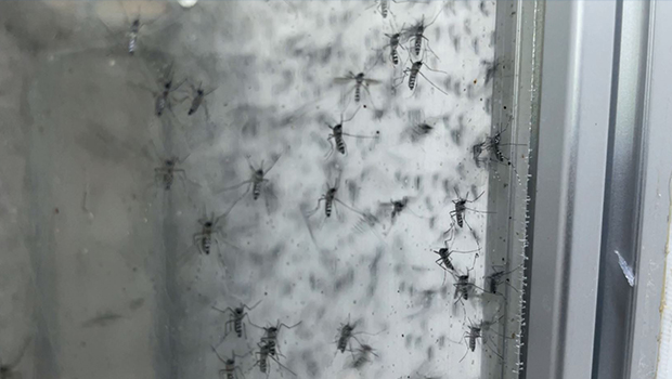 Dengue : l’expérimentation avec les moustiques stériles sur la voie du succès