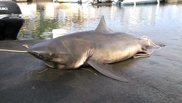 Vigilance risque requin : 2 requins bouledogue capturés à Saint
