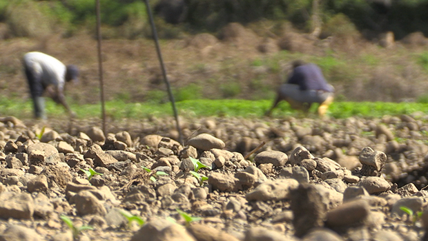 Sécheresse - Agriculture - Difficultés - Plantation - La Réunion - Agriculteurs