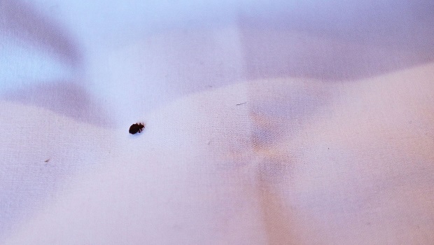 Punaises de lit: l'Anses alerte sur l'insecticide Sniper, responsable de  206 cas d'intoxications en 5 ans