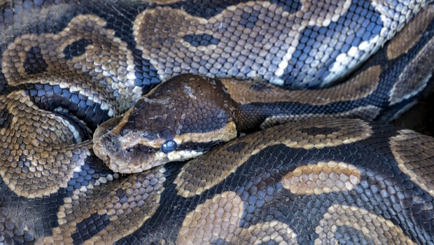 Australie - Python