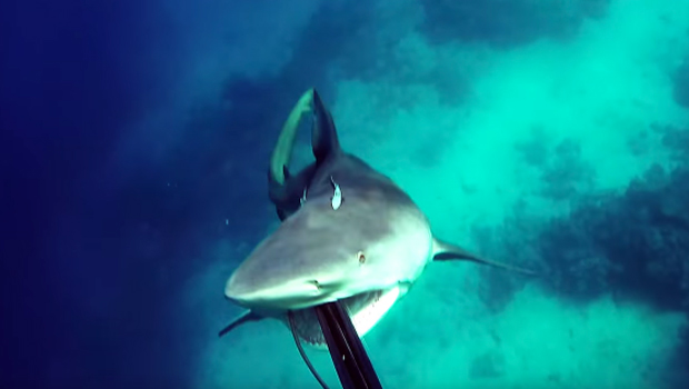 Attaqué par un requin, un plongeur sauvé par son harpon