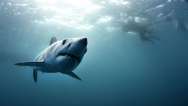 Il attrape un requin par la queue pour sauver une jeune Australienne - La  DH/Les Sports+