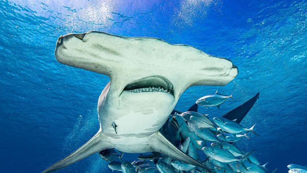 Requin Marteau - Australie