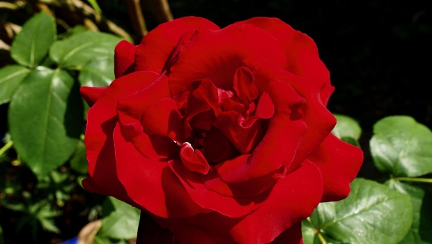 Fleur - Rose rouge - Août 2023