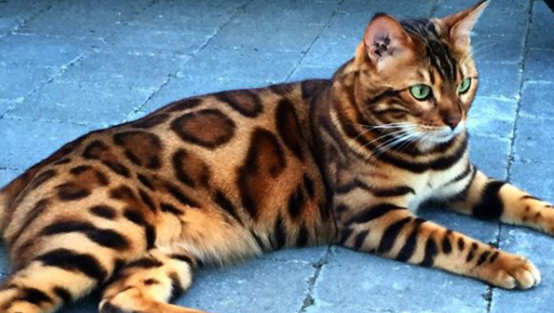 Thor Le Chat Aux Yeux Verts Et Son Magnifique Pelage De Tigre Linfo Re Magazine Insolite