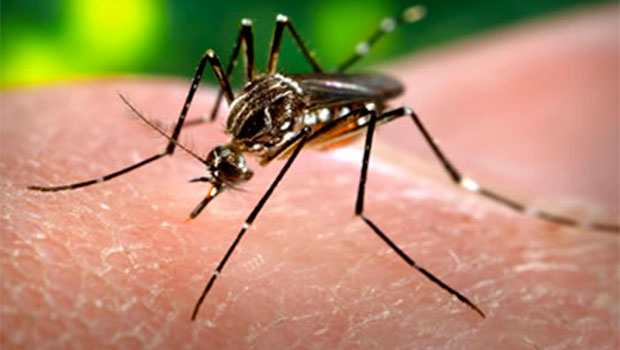 Dengue - Nouvelle-Calédonie
