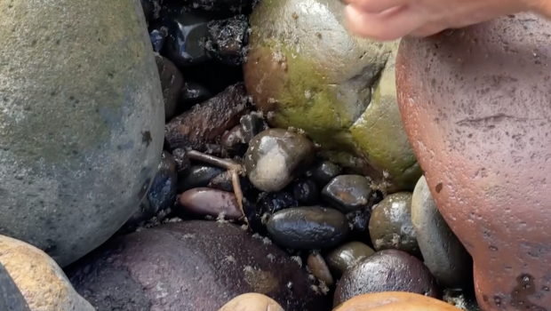 Saint-Benoît : Montée de crabe à la rivière des roches