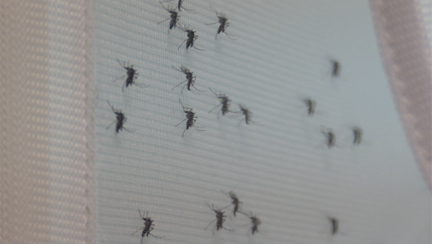 Moustique - épidémie - Dengue - La Réunion - TIS