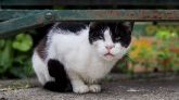 Rosny-sous-Bois : un SDF sera jugé pour la torture de 80 chats
