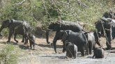 Inde : un éléphant tue une septuagénaire, l'animal revient piétiner le cadavre lors des funérailles
