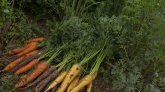 5 astuces pour conserver les carottes