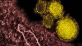 Coronavirus en Belgique : au moins 50 employés d'un abattoir testés positifs