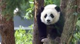 Un panda réclame des câlins pour descendre de son arbre 