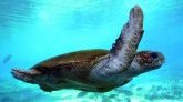 Mayotte : renouvellement du pacte de sauvegarde des tortues 