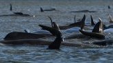 Australie : l'incroyable défi du sauvetage de 180 cétacés coincés dans une baie de la Tasmanie