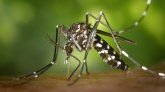 Dengue à La Réunion : 6 cas enregistrés du 20 mars au 2 avril