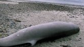 Corse : trois baleines s'échouent sur les plages, l'une d'elles a survécu