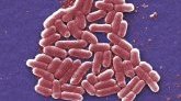 Toulouse : des enfants admis à l'hôpital après la contamination à la bactérie E.coli 