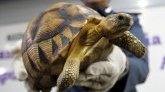 Madagascar : rapatriement de 48 tortues, saisies aux Comores