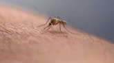 Pourquoi certaines peaux attirent-elles plus les moustiques que d'autres ?