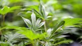 États-Unis : le gouvernement s'apprête à reclasser le cannabis comme une drogue moins dangereuse