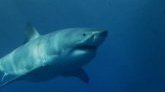 Risque Requin durant l'intersaison à La Réunion : "La période de refroidissement est associée aux attaques de requins" 