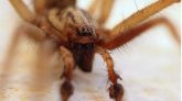 Ibiza : mordu par une araignée, un jeune homme va perdre trois doigts